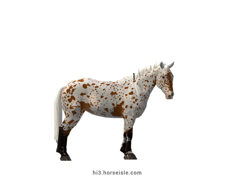 Imperial Heritage Horse Bright Bay Leopard Coat